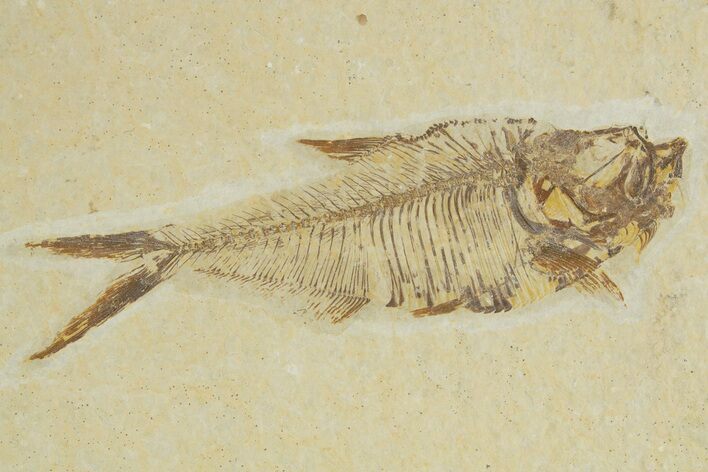 Detailed Fossil Fish (Diplomystus) - Wyoming #320373